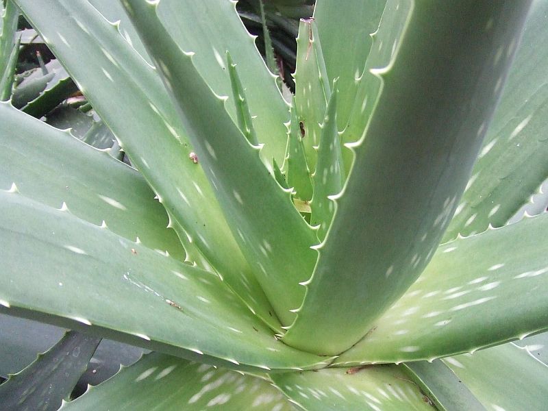 The Plant Of Immortality Can Cure Over 50 Different Diseases! aloe vera