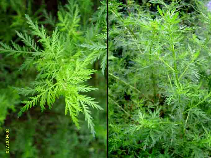 artemisia_annua