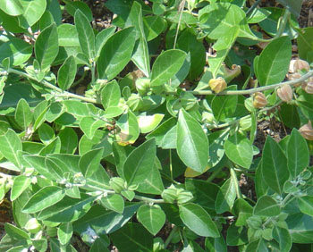 ashwagandha