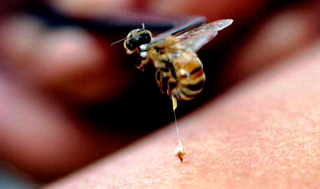 bee venom destroys hiv cells