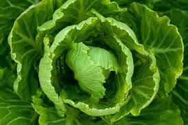 Cabbage cabbage