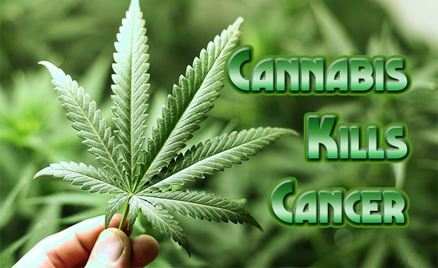 cannabis-kills-cancer