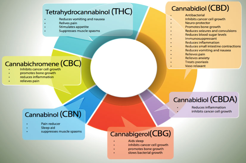 cannabis-chemically-explained