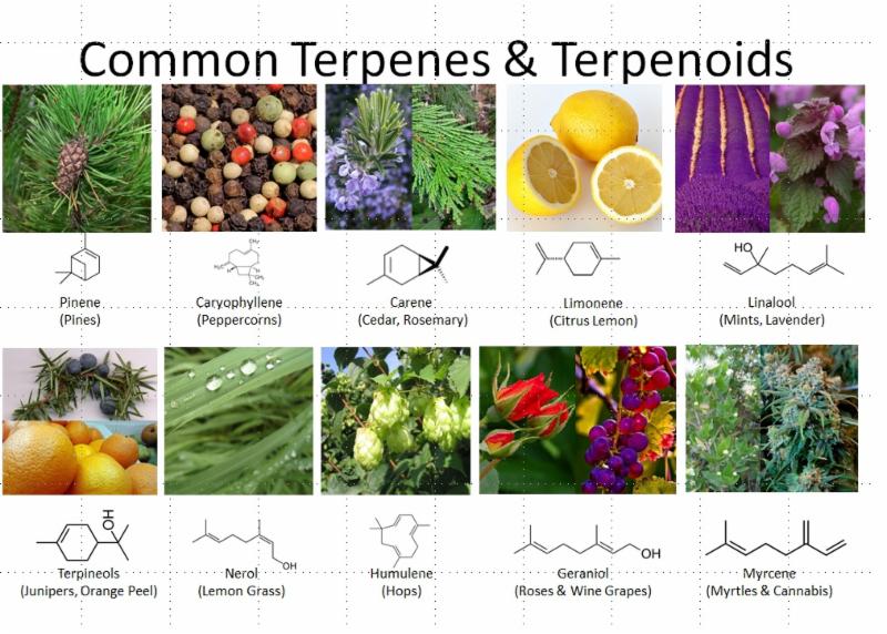 Terpenes: The Future of Cannabis is Through Aromatherapy common-terpenes