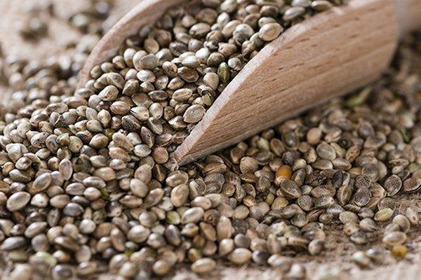 Why You Should Eat Marijuana Seeds: 6 Key Health Benefits? 