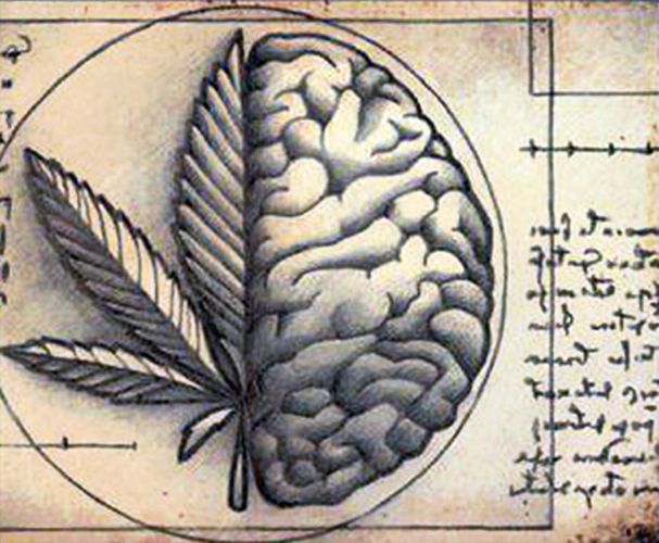 endocannabinoid-system1