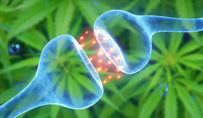 endocannabinoid_system