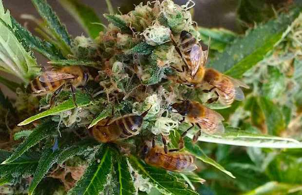 Man Trains Bees to Make Honey from Cannabis honey-bee-on-cannabis-plant