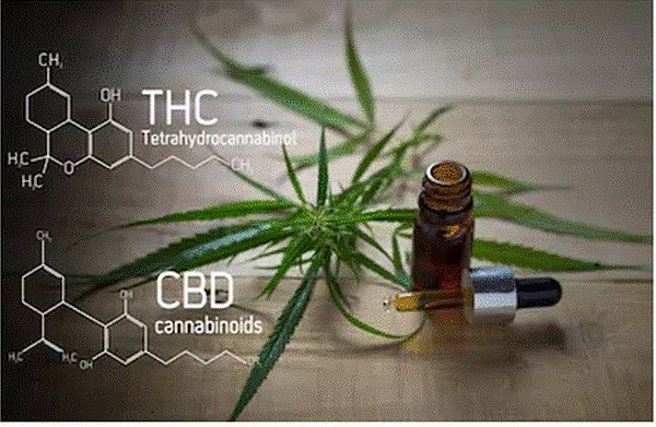 What is The Difference between THC and CBD?