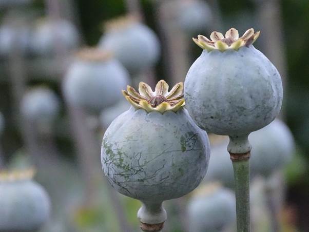 Opium poppy