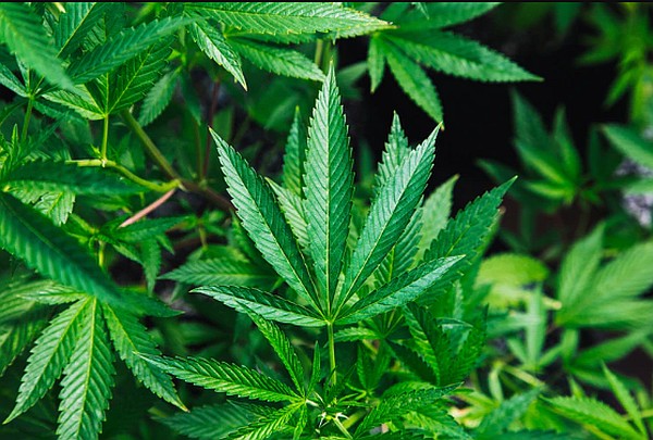 CBD vs. THC: The cannabis plant having the compound