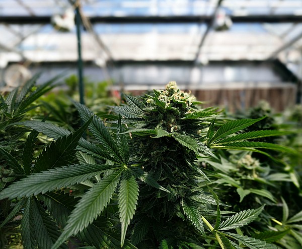 Can Magic Mushrooms Reach the Highs of the Cannabis Industry In 2020 Can Magic Mushrooms Reach the Highs of the Cannabis Industry In 2020