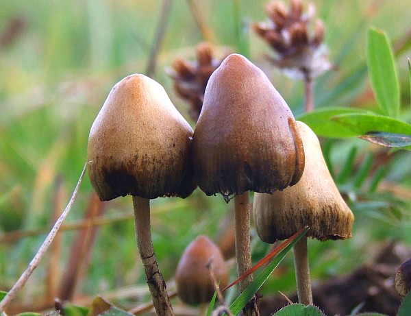 Psilocybin mushrooms