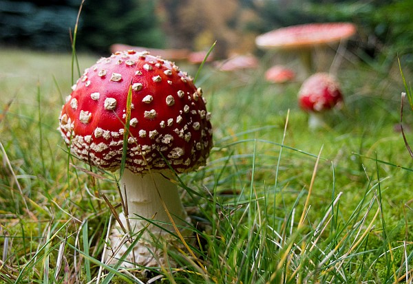 Psilocybin mushrooms Psilocybin mushrooms