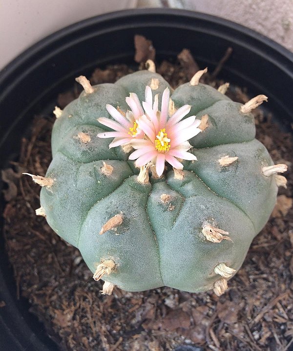 How To Grow Your Peyote Cactus In 9 Days