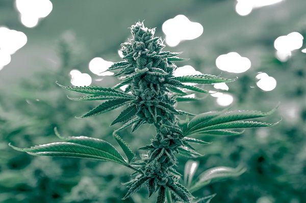 How Technology Is Transforming The Cannabis Industry?