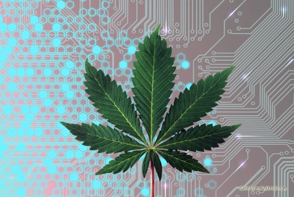 How Technology Is Transforming The Cannabis Industry?