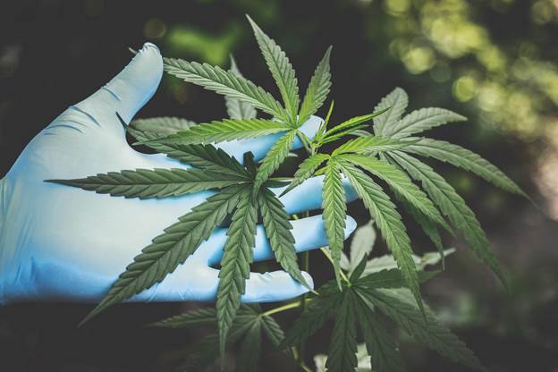 4 Ways To Give CBD To Your Dog 4 Ways To Give CBD To Your Dog