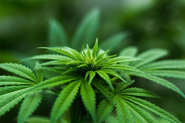 5 Best Cannabis Strains To Enhance Your Sex Life 5 Best Cannabis Strains To Enhance Your Sex Life