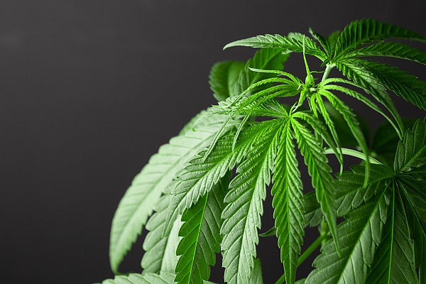 How Long Does Marijuana Stay In Your Blood: A Guide on What to Know About THC and Your Body How Long Does Marijuana Stay In Your Blood: A Guide on What to Know About THC and Your Body