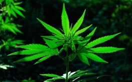 marijuana-cannabis