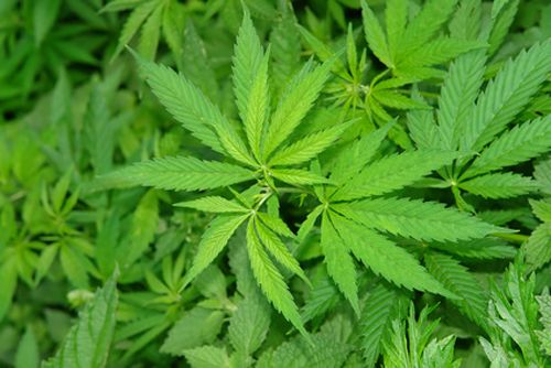 Marijuana Leaves marijuana-leaves