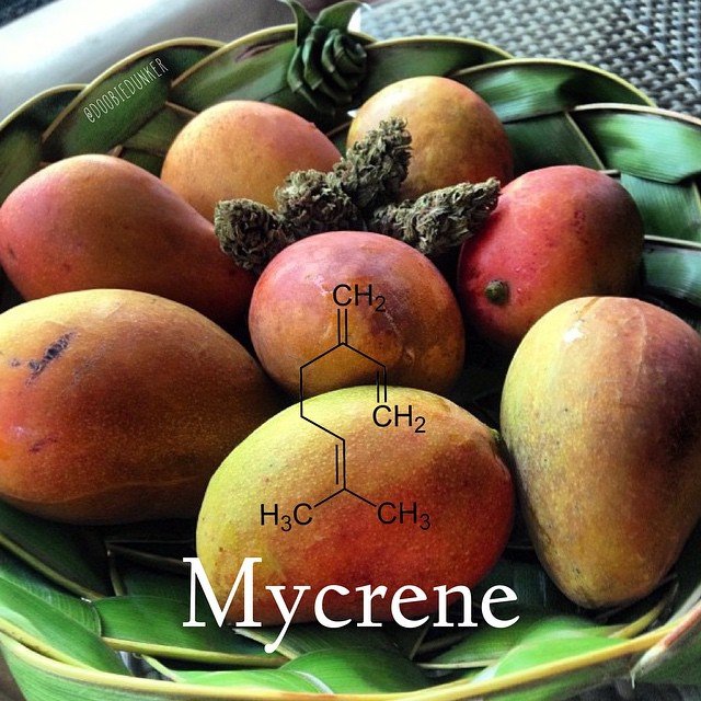 myrcene-mangoes