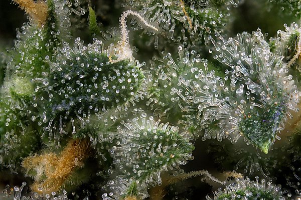 trichomes 2