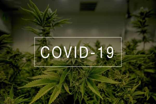 Study Shows That Cannabis Prevented Covid-19 Infection