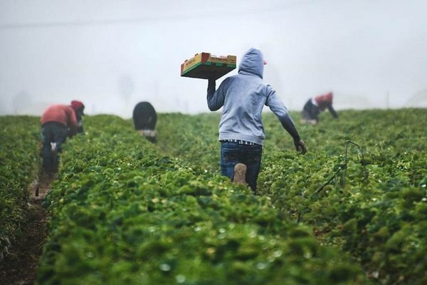 How Sustainable Farming Ensures a Healthy Future How Sustainable Farming Ensures a Healthy Future