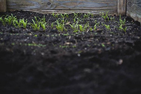How Sustainable Farming Ensures a Healthy Future How Sustainable Farming Ensures a Healthy Future