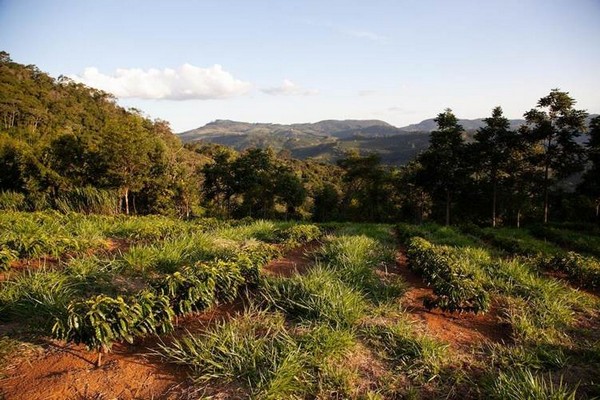 How Sustainable Farming Ensures a Healthy Future How Sustainable Farming Ensures a Healthy Future