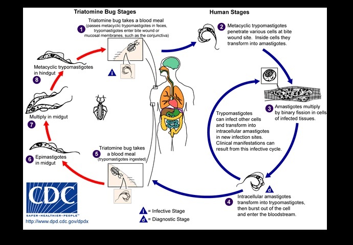 chagas-lifecycle