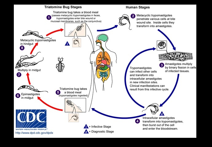 The life cycle of Chagas disease, a zoonotic disease that can be transmitted to humans by blood-sucking triatomine bugs that contain the protozoan parasite, Trypanosoma cruzi, in their feces (US Centers for Disease Control and Prevention) chagas-lifecycle