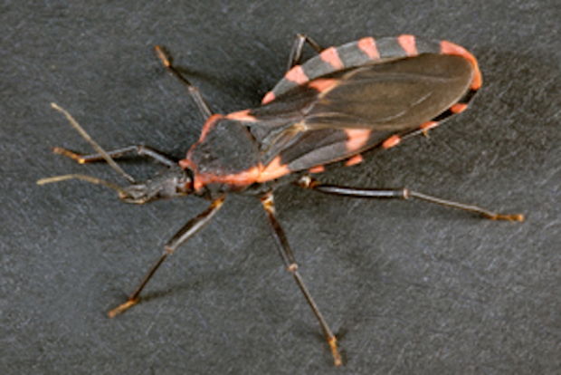 Kissing Bug kissing-bug