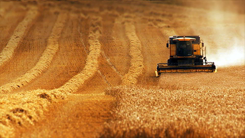 combine_harvester_gathers_wheat