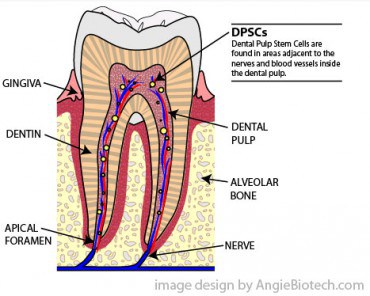 Dental Pulp and Stem Cells dental-pulp-stem-cells