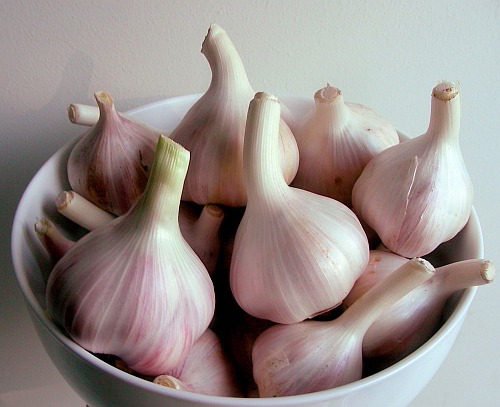 garlic