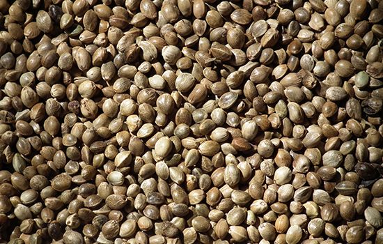 hemp-seeds