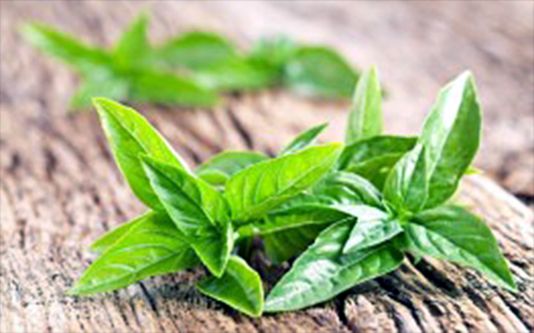 Herbs-Basil herb-green