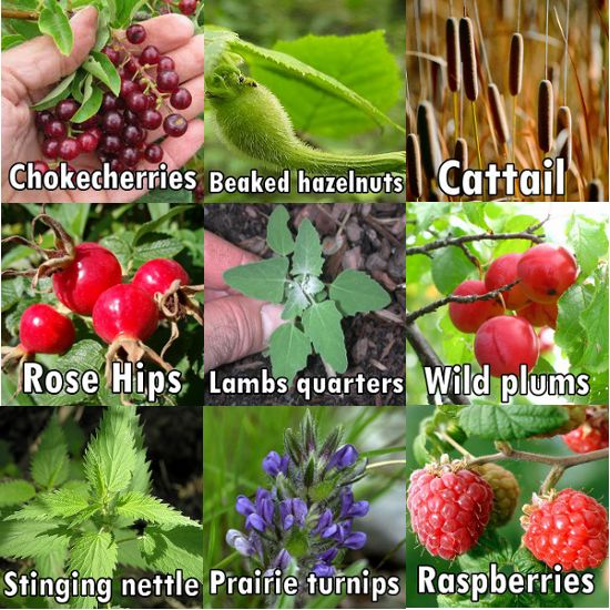 9 Wild Herbs herb-plants-nutrion