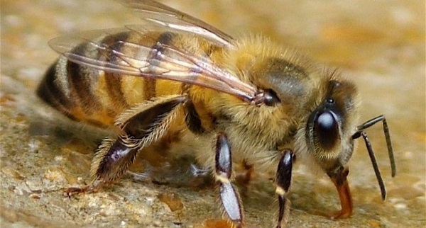 hiv-virus-may-be-cured-with-bee-venom