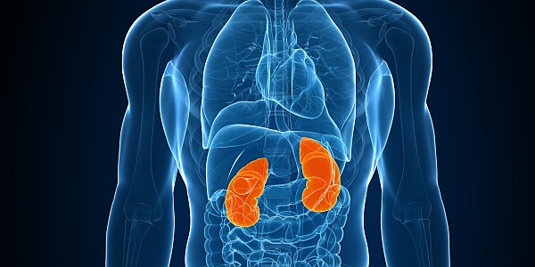 How To Detox Your Kidneys And Improves It’s Functionality kidneys