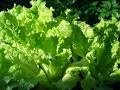 Lettuce lettuce