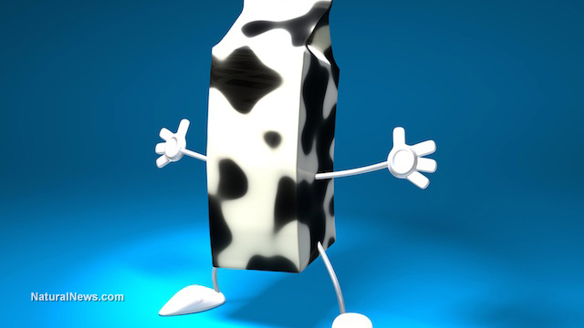 Drinking processed cow's milk causes early death milk-carton-cow