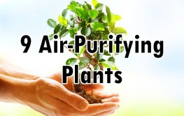 nature_plants_purify