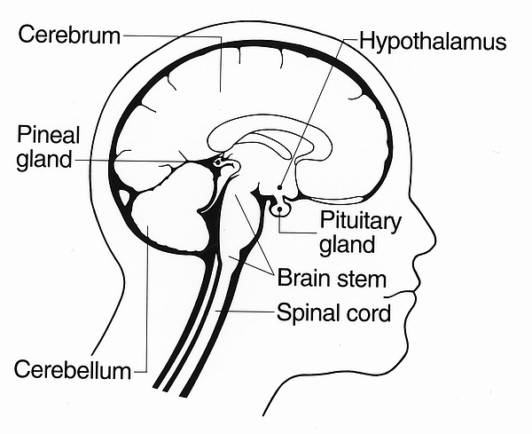 How To Detox The Pineal Gland