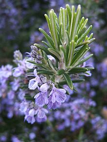 rosmarinus_officinalis