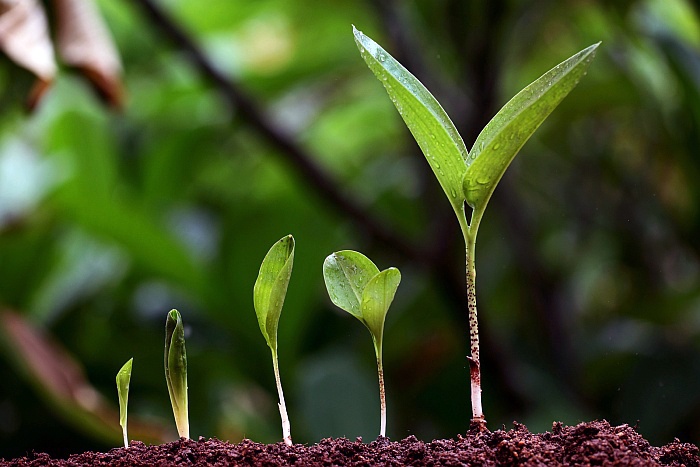 plant seedlings2