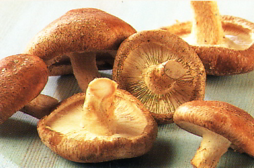 shiitake-mushrooms